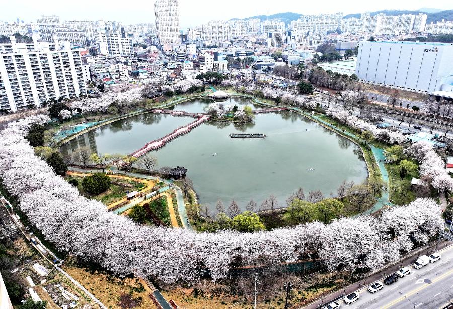 이번 주말 벚꽃 엔딩 : 벚꽃 축제 어디로 갈까? 