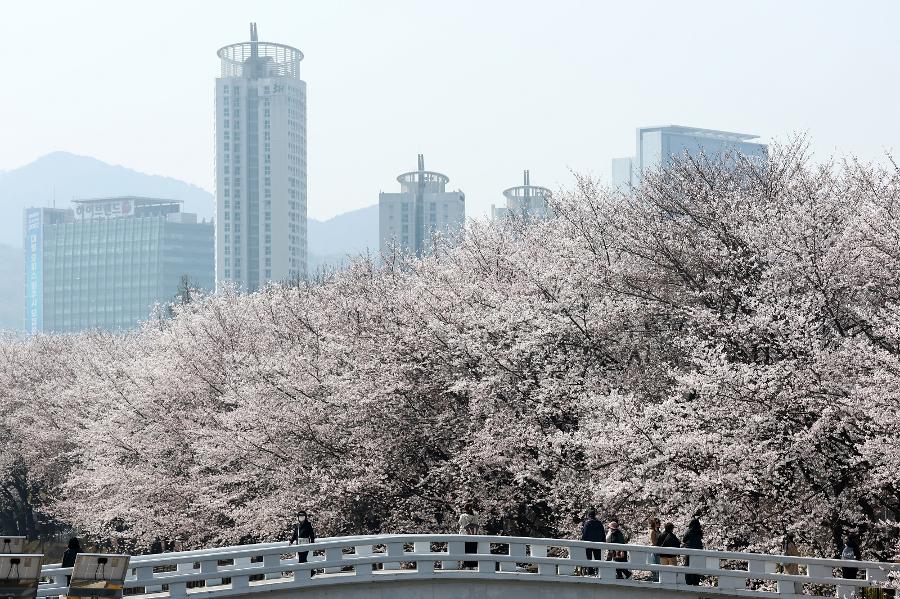 이번 주말 벚꽃 엔딩 : 벚꽃 축제 어디로 갈까? 