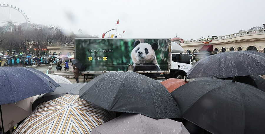 늑대는 왜 대전 오월드에서 탈출했을까? 푸바오를 사랑하는 우리에게 던지는 질문