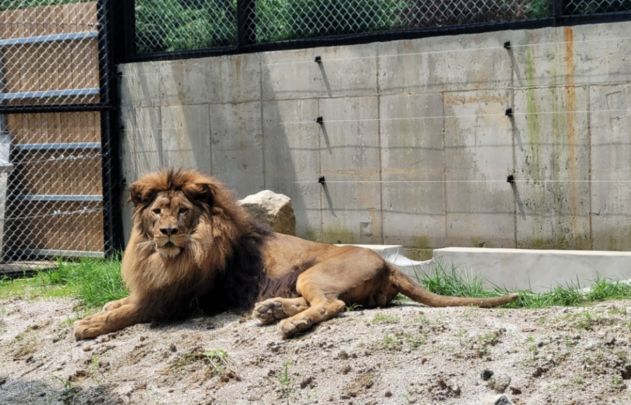 늑대는 왜 대전 오월드에서 탈출했을까? 푸바오를 사랑하는 우리에게 던지는 질문