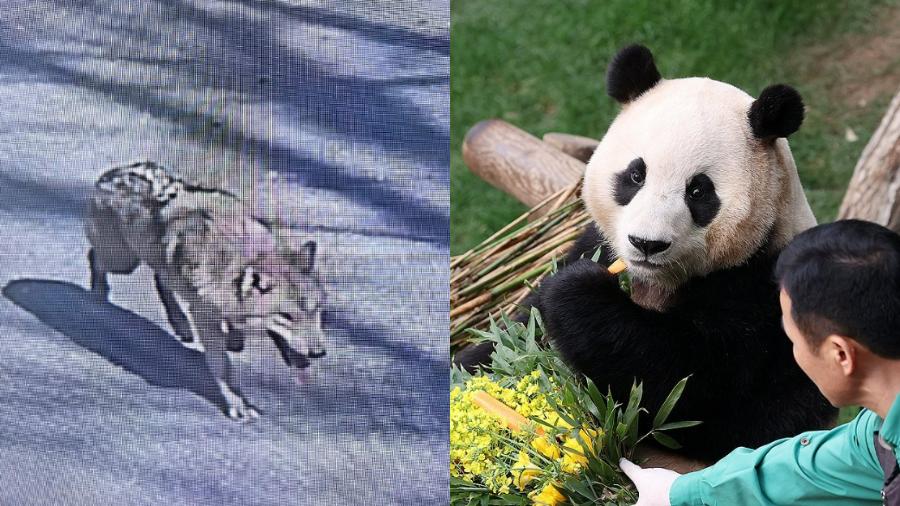 늑대는 왜 대전 오월드에서 탈출했을까? 푸바오를 사랑하는 우리에게 던지는 질문