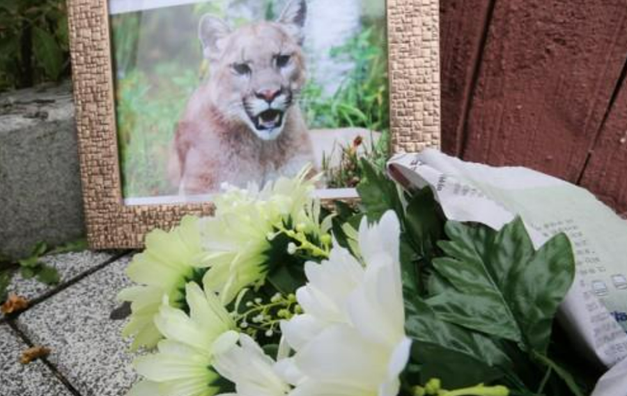 늑대는 왜 대전 오월드에서 탈출했을까? 푸바오를 사랑하는 우리에게 던지는 질문