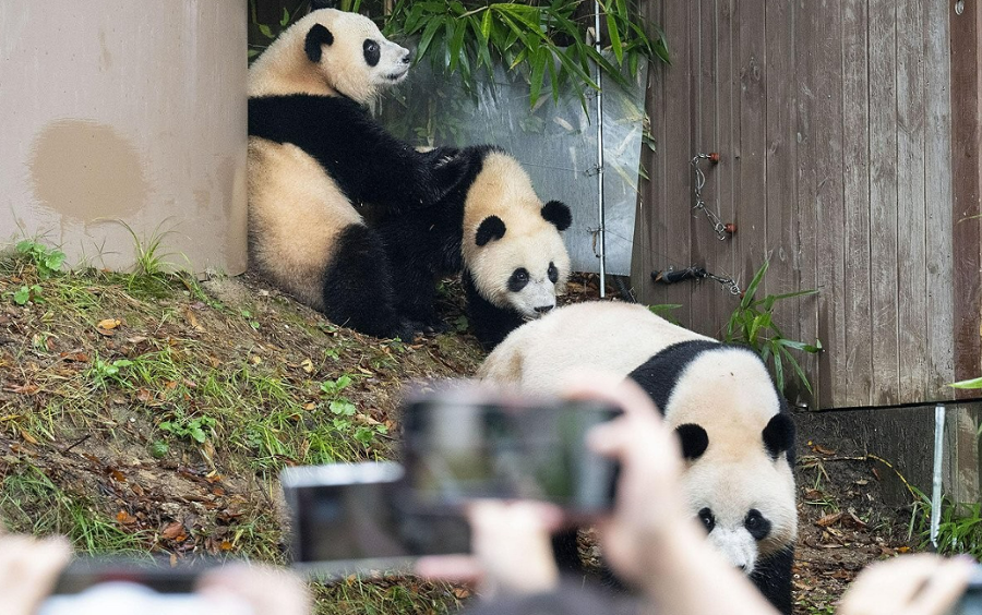 늑대는 왜 대전 오월드에서 탈출했을까? 푸바오를 사랑하는 우리에게 던지는 질문