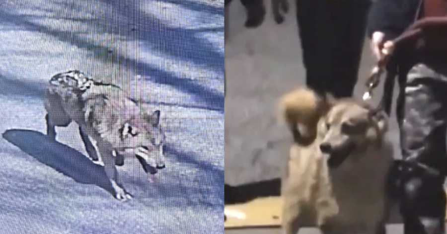 대전 오월드 탈출한 늑구 찾기 위해 “미인계 썼다”더니…유인 작전에 긴급 투입됐던 늑대의 반전 정체