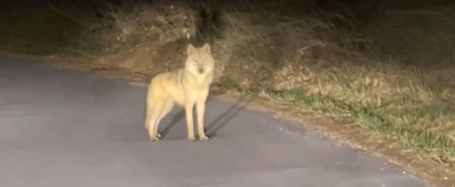 동물원 탈출 후 추적 엿새째 '늑구'야 어디 있니? : 마지막 음식은 탈출 전 먹은 생닭 2마리