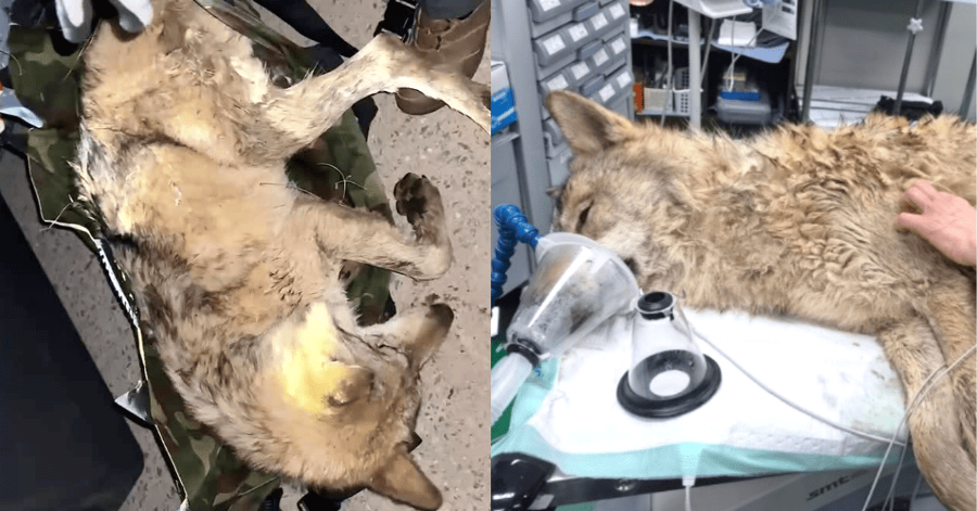 탈출 열흘 만에 오월드로 돌아온 늑구 : 뱃속에서 발견된 ‘이걸’ 보니 “아기 늑대가 집 나가서 개고생했구나” 싶다