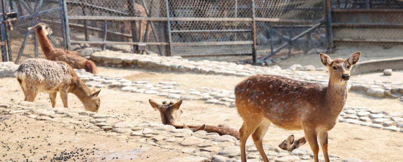 오월드 늑구 탈출 이후 이번에는 광명시에서 동물들의 집단 탈출 사건이 발생했다 : 도합 5마리다