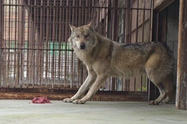 늑구에게 '바닥 식사'를 허하라 : 밥그릇을 들이미는 인간의 선의가 낳는 '고라니 납치'의 역설
