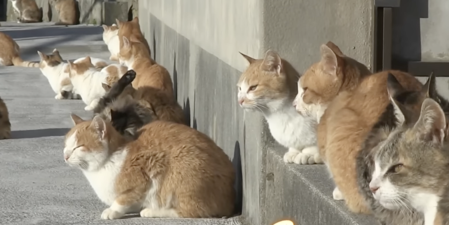 일본인의 '극진한' 고양이 사랑 : 일본 '캣노믹스' 3조 엔 규모 성장, 한국도 반려묘 시장 커진다