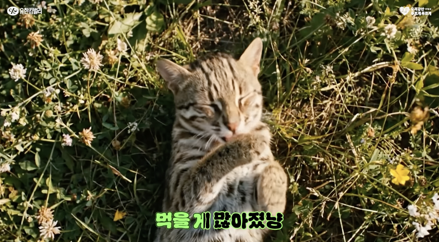 담비와 삵, 노루가 '우리 숲의 소중함'을 일깨운다 : '숲 가꾸기' 캠페인 광고 대박 조짐