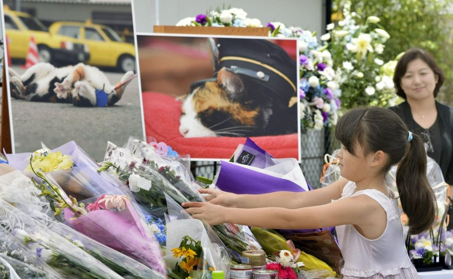 사라져가던 일본 철도역에 찾아온 '묘'한 기적 : 일본에는 3대째 '고양이 역장님'이 출퇴근한다