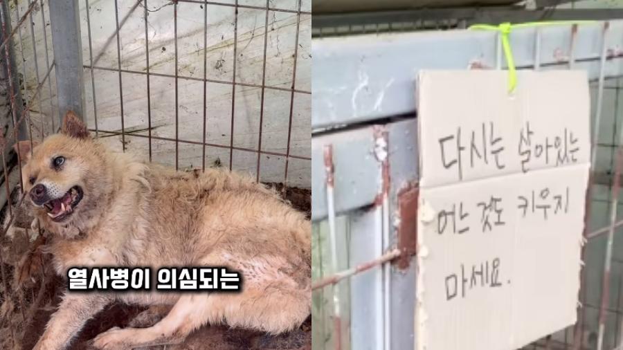 폭염에도 철장에 갇혀 숨 헐떡이던 강아지 '새봄' 구조됐다 : 보호자는 베트남에 있었다