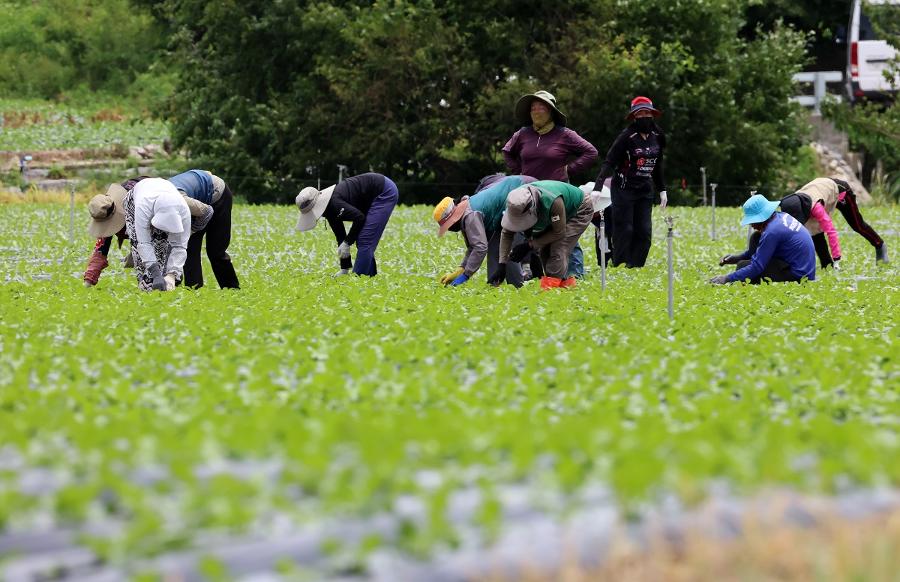 폭염 경보에도 멈추지 않는 일터 : 땡볕 밭일·찜통 축사에서 이주노동자들이 일하다 쓰러진다 
