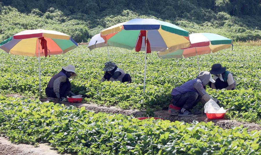 폭염 경보에도 멈추지 않는 일터 : 땡볕 밭일·찜통 축사에서 이주노동자들이 일하다 쓰러진다 
