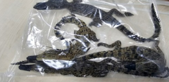 멸종위기종 조직적으로 판매한 일당이 재판에 넘겨졌다 : 소양천 샴악어, 양주 아파트 뱀 출몰 사건 배후였다