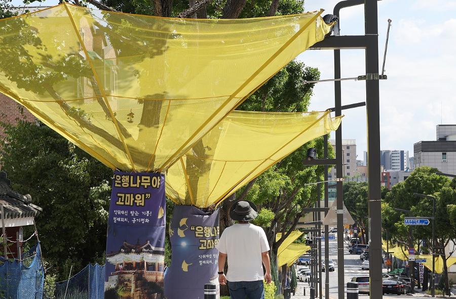 청주 '하트 나무 가로수길' 예쁘긴 한데... : 폭염 속 도시를 지키는 가로수가 더욱 귀해졌다