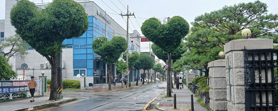 청주 '하트 나무 가로수길' 예쁘긴 한데... : 폭염 속 도시를 지키는 가로수가 더욱 귀해졌다