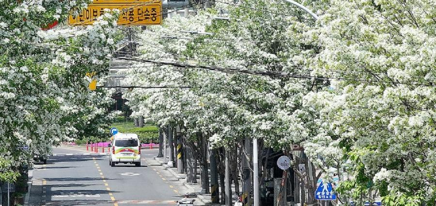 청주 '하트 나무 가로수길' 예쁘긴 한데... : 폭염 속 도시를 지키는 가로수가 더욱 귀해졌다