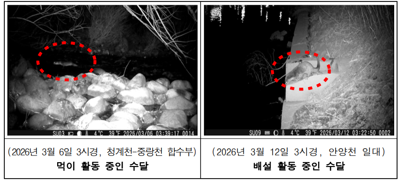 수달 가족이 한강에 돌아왔다, 모두 27마리 확인 : 알고 보니 모두 혈연 관계였다