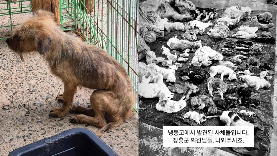 ‘죽음의 보호소’ 된 장흥군 유기동물 보호시설 : 냉동고에서 170마리 이상 사체 발견됐다