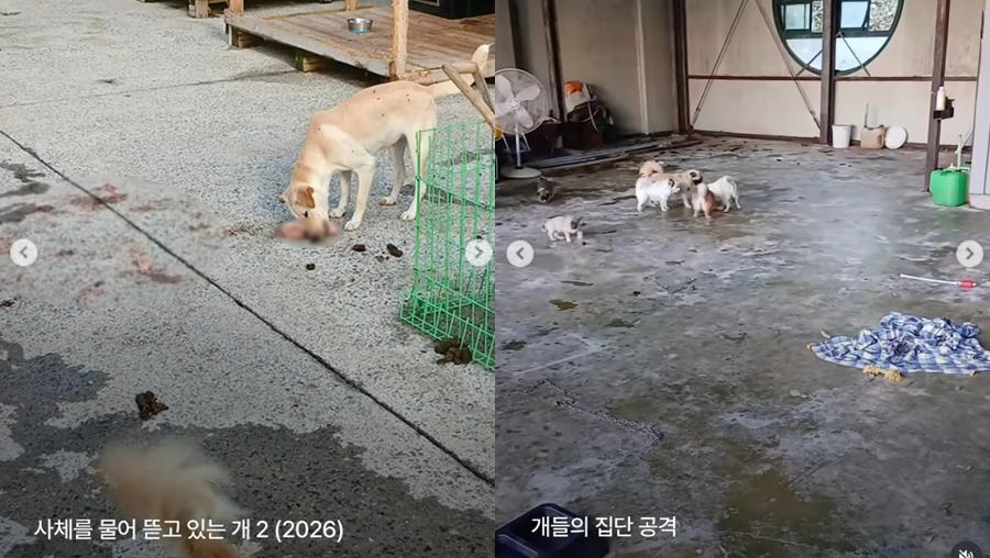 ‘죽음의 보호소’ 된 장흥군 유기동물 보호시설 : 냉동고에서 170마리 이상 사체 발견됐다