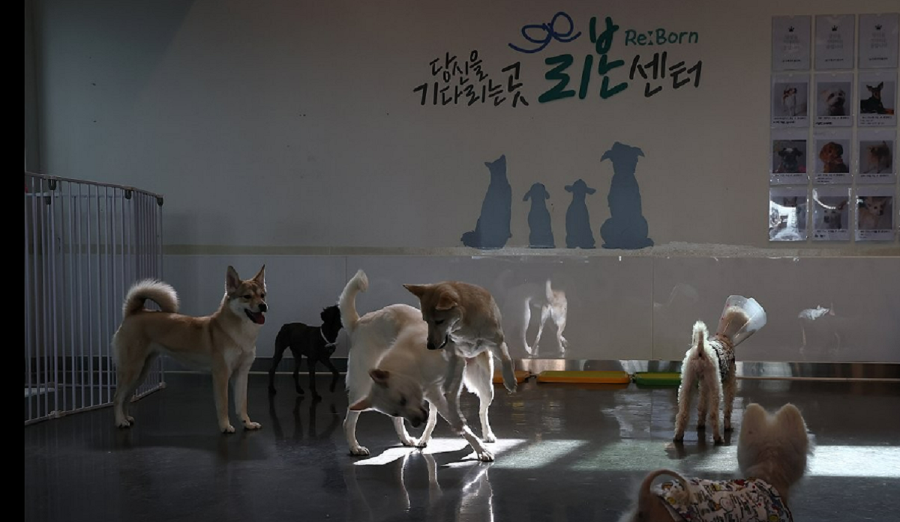 “열흘 살아보고 결정하세요” 보호동물 ‘예비입양제’ 도입 : “생명에 반품 없다”  vs “파양 줄인다”