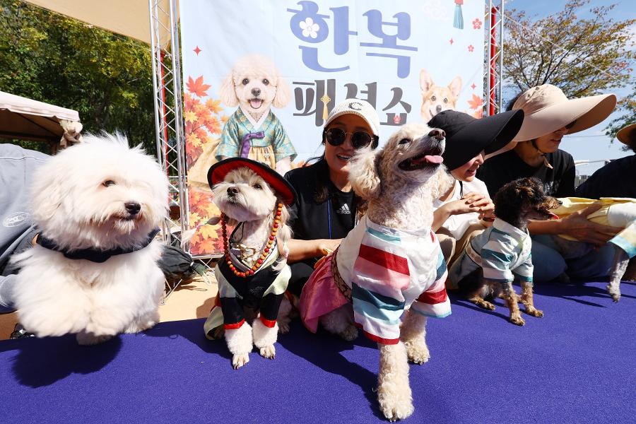 우리 댕댕이·냥이는 어디로? 다가온 추석 명절, 반려동물 '귀성·돌봄 계획' 세우셨나요?