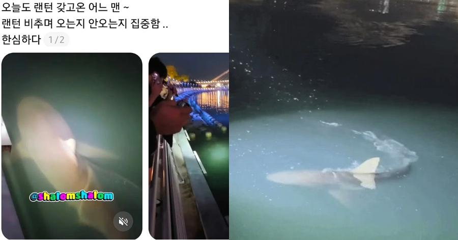 부캉아, 어디 있니? 부산 북항에서 밤마다 수면 훑는 휴대전화 조명·레이저 불빛 : 부캉아, 괜찮니?